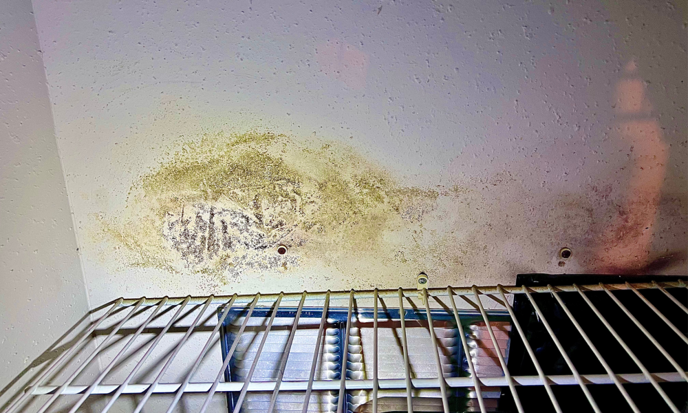 Early Mold Detection in Texas