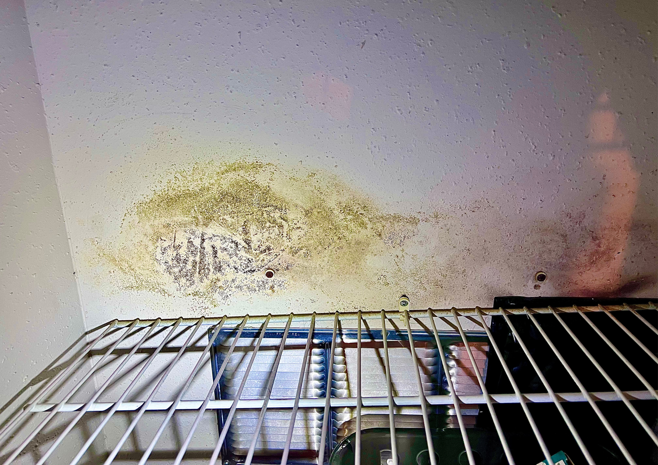 Early Mold Detection in Texas