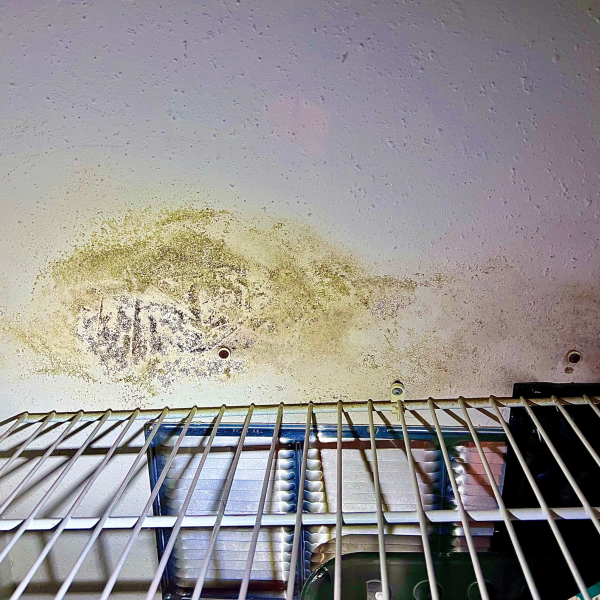 Early Mold Detection in Texas